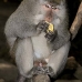 monkey_macaque_balinese_mf_ubud_v_0780_bal0793.jpg